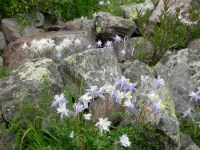 Blue columbine